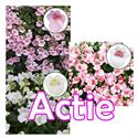 Afbeelding van Diascia P12 "Actie" Divers